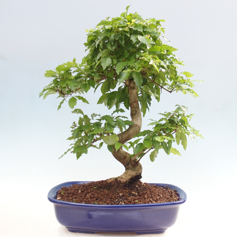 Room bonsai -Ligustrum chinensis - Birds Beak