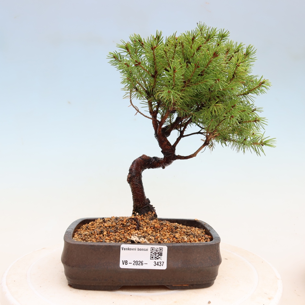Outdoor Bonsai - Blue Spruce - Picea glauca 'Globe'