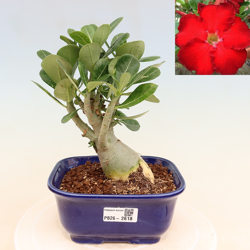 Indoor Bonsai - Adenium obesum Red Star - Desert Rose