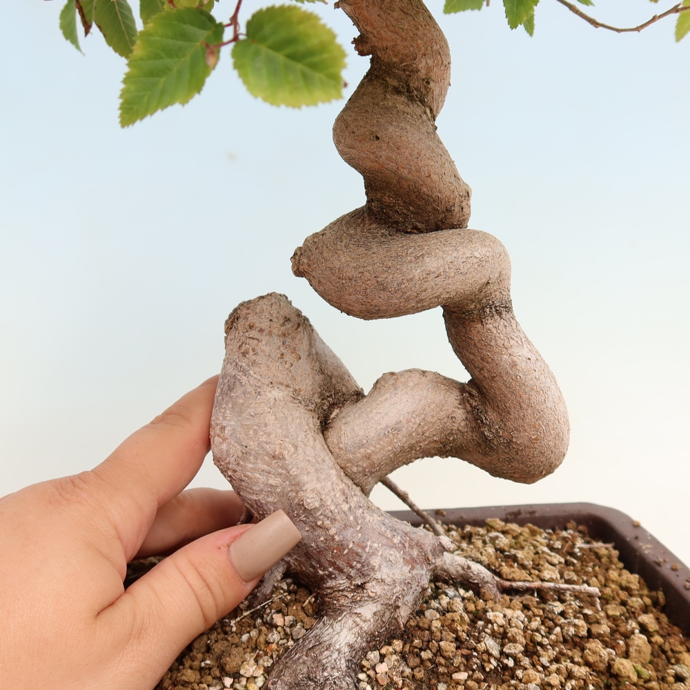 Outdoor bonsai -Carpinus CARPINOIDES - Korean Hornbeam