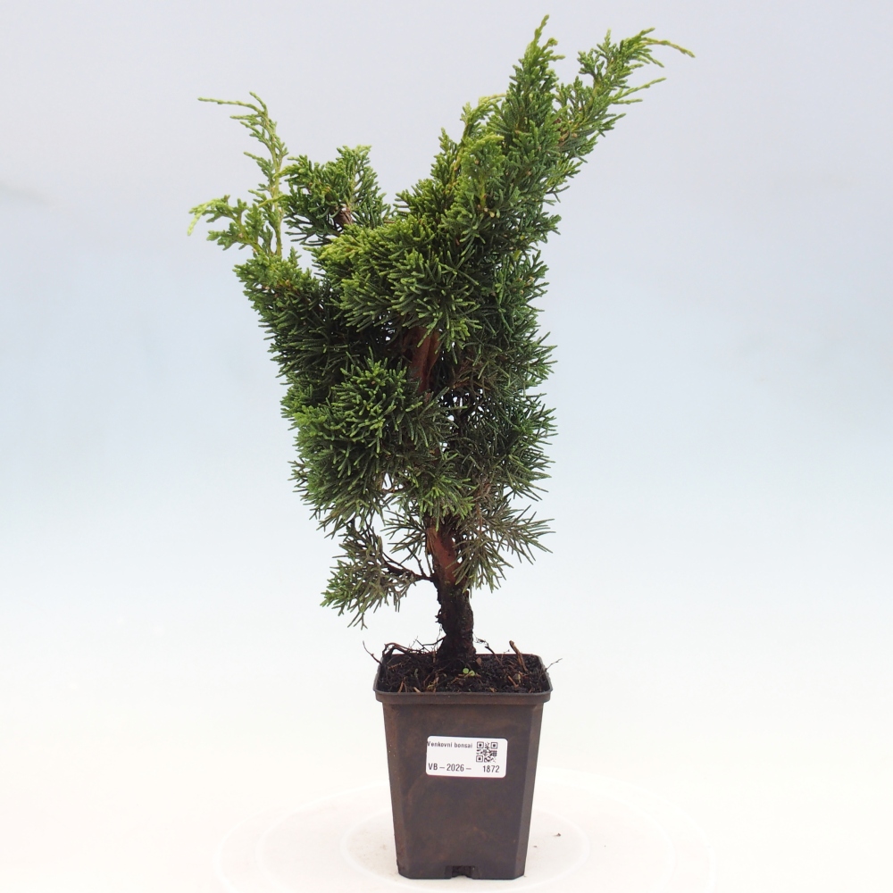 Outdoor bonsai - Juniperus chinensis Kishu