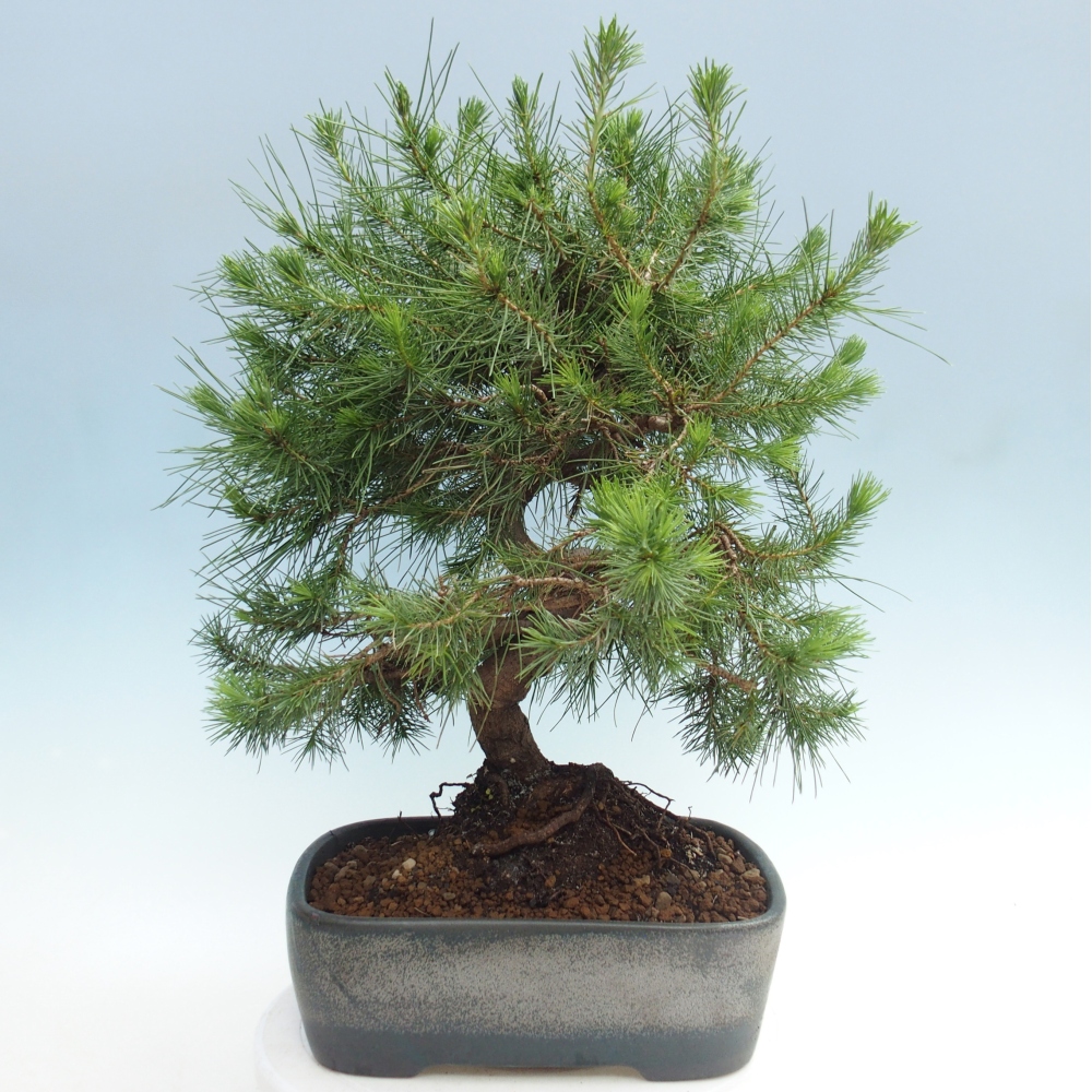 Room bonsai-Pinus halepensis-Pine of Aleppo