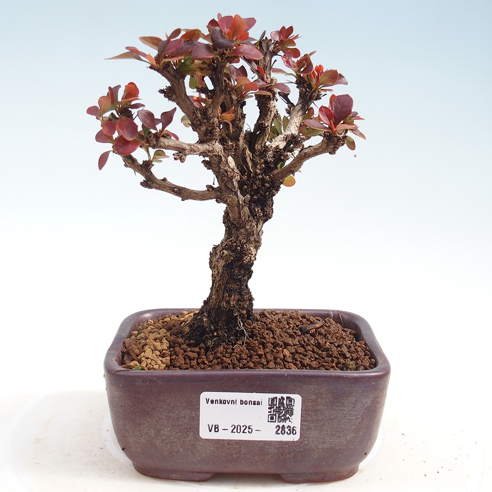 Outdoor bonsai - Berberis Thunbergii Bagatelle