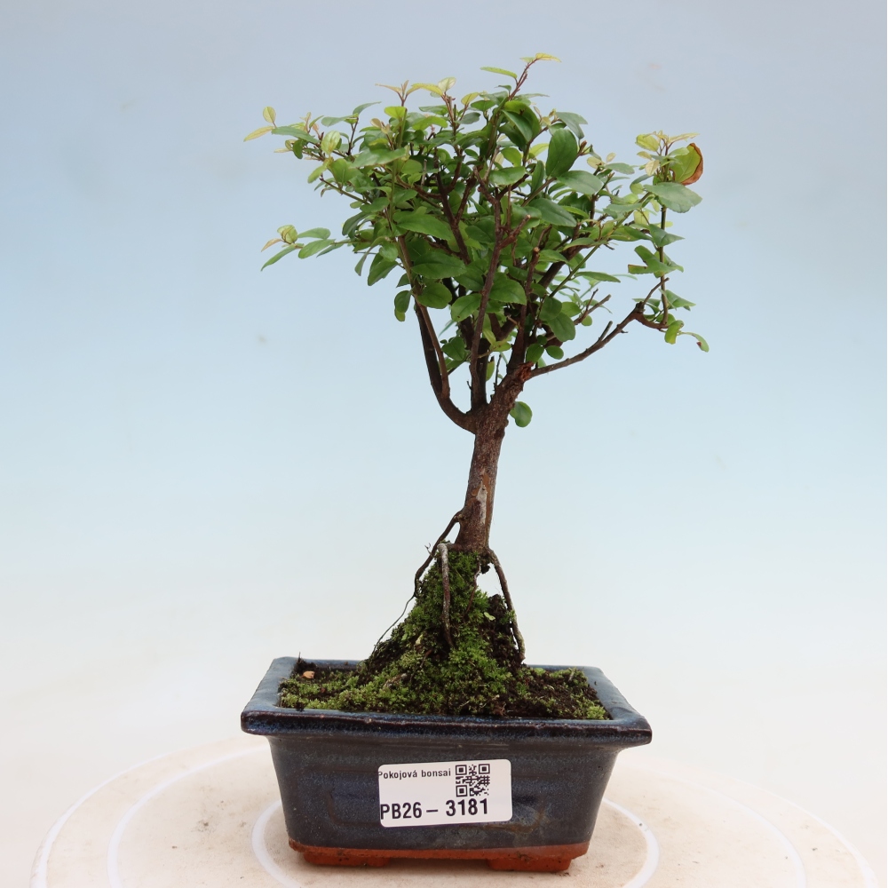 Room bonsai - Sageretia thea - Sageretia thea