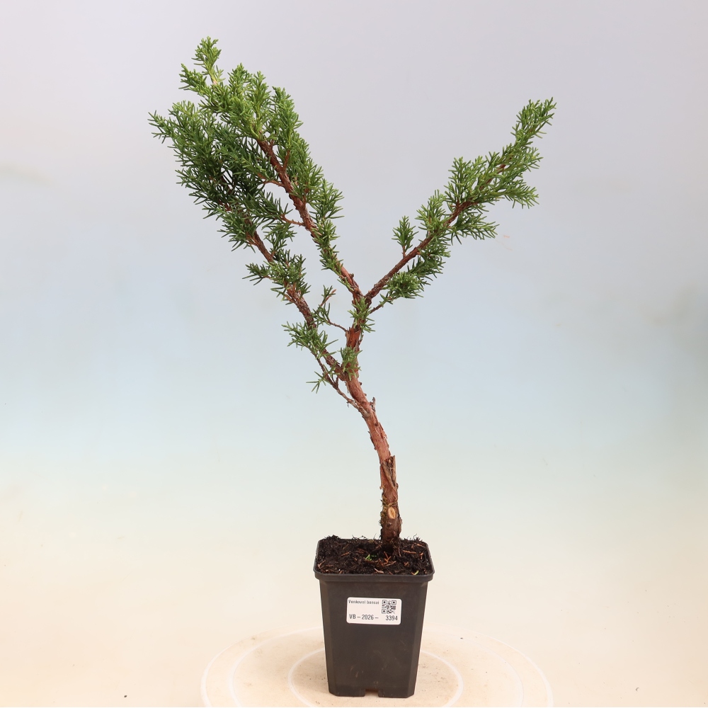 Outdoor bonsai - Juniperus chinensis Kishu