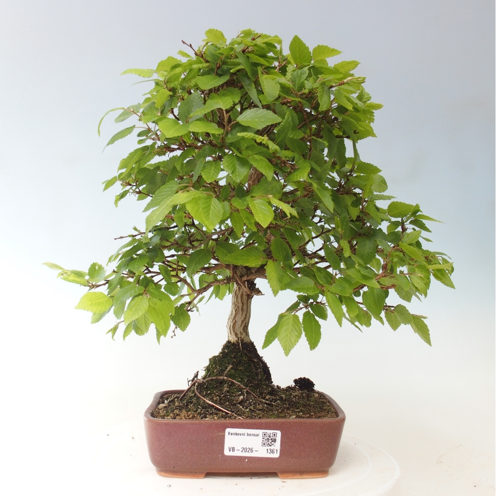 Outdoor bonsai -Carpinus CARPINOIDES - Korean Hornbeam