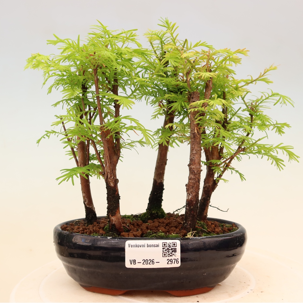 Outdoor Bonsai - Metasequoia glyptostroboides - Chinese Metasequoia - Grove