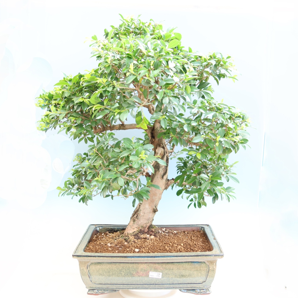 Room bonsai - Australian Cherry - Eugenia uniflora