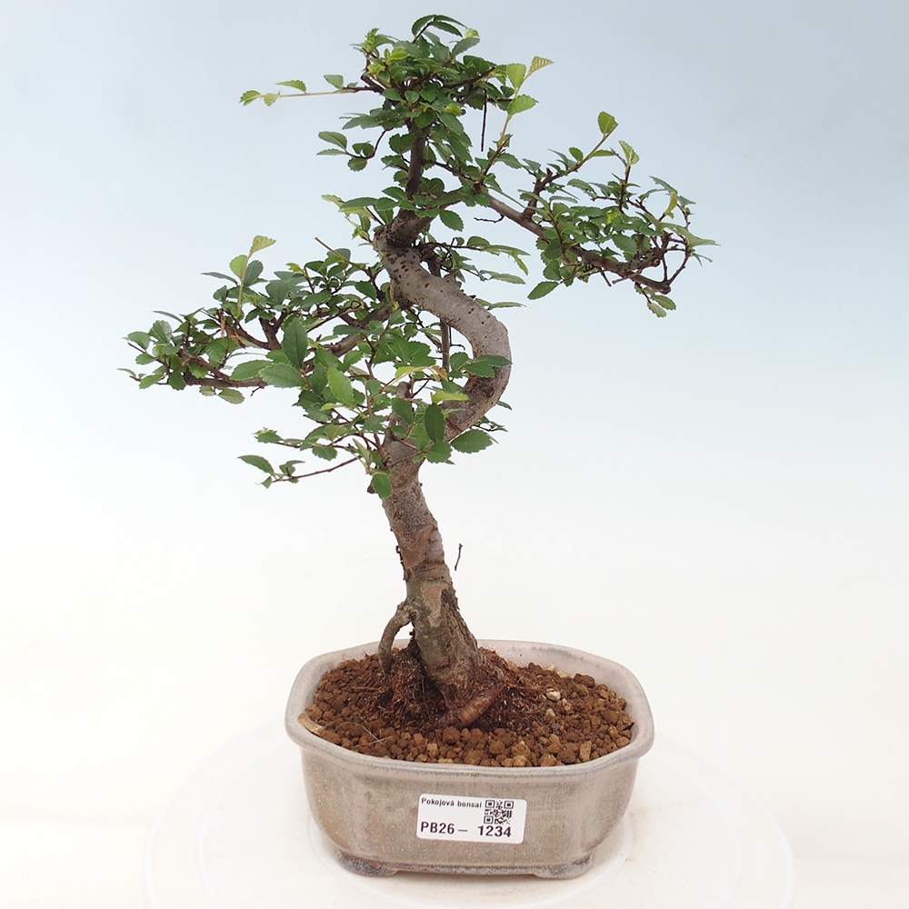 Room bonsai - Ulmus parvifolia - Small-leaved elm