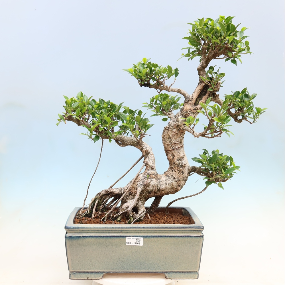 Room bonsai - Ficus kimmen - small-leaved ficus