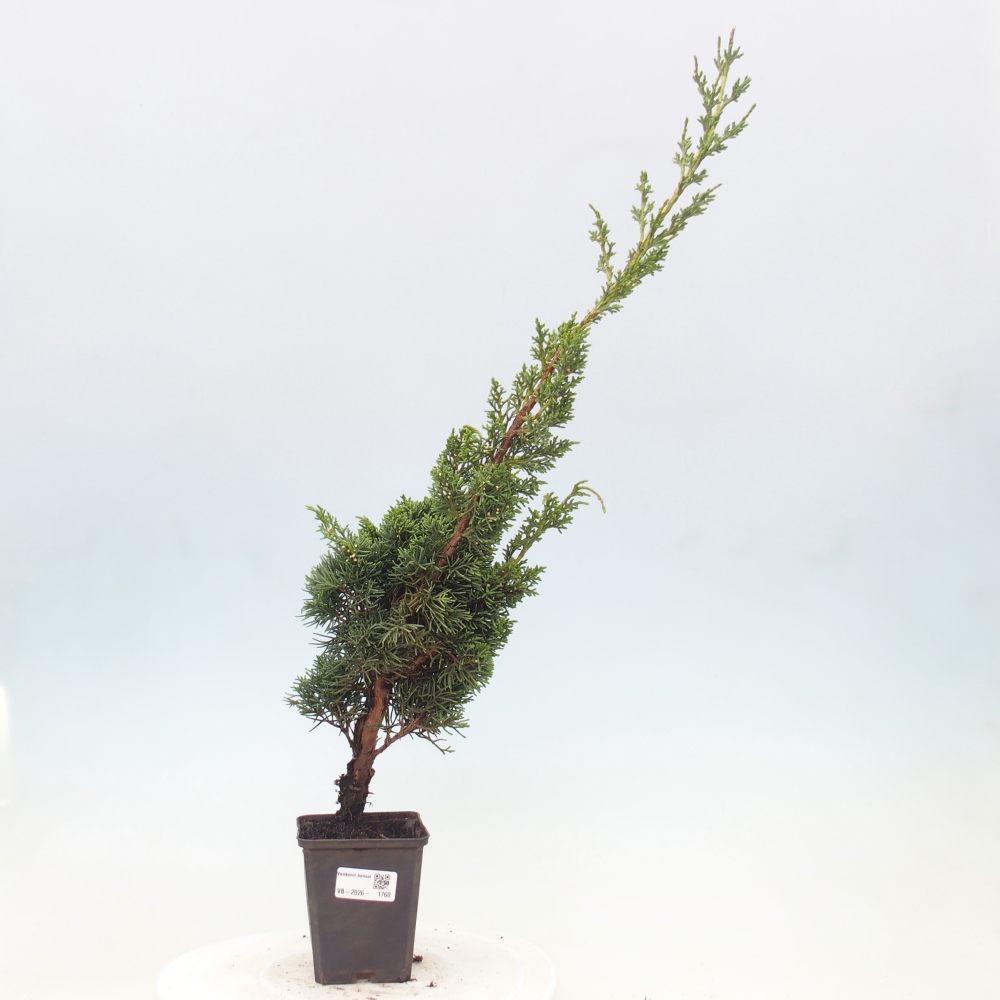 Outdoor bonsai - Juniperus chinensis Kishu