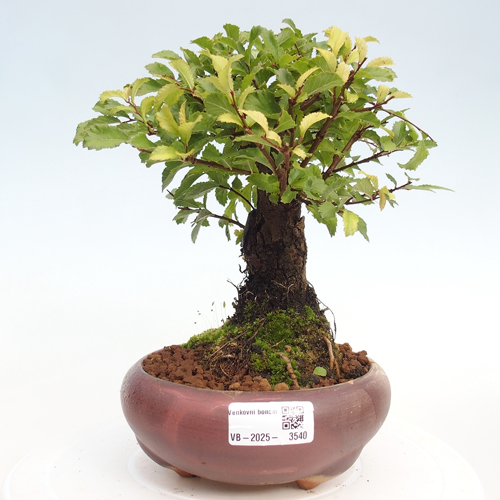 Outdoor bonsai - Zelkova - Zelkova NIRE