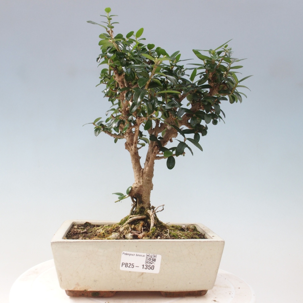 Indoor bonsai - Olea europaea sylvestris - European small-leaved olive oil