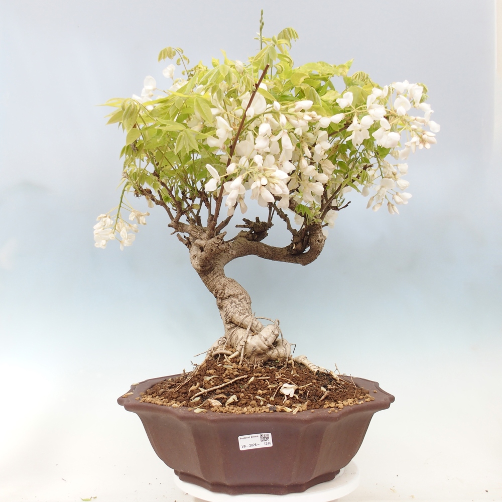 Outdoor bonsai - Vistaria - Wisteria