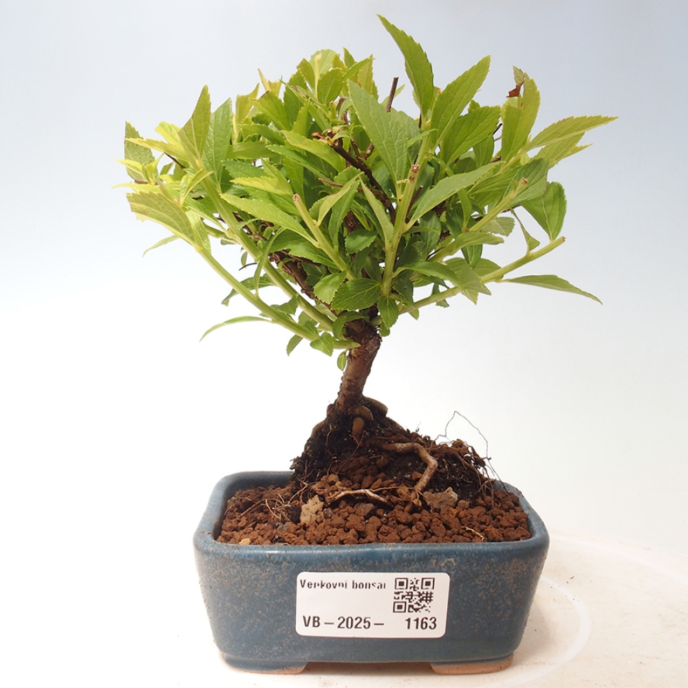 Outdoor bonsai - Spirea japonica GENPSI