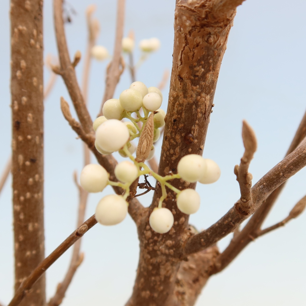 Outdoor Bonsai - Callicarpa bodinieri 'Snowqueen' - Snowberry