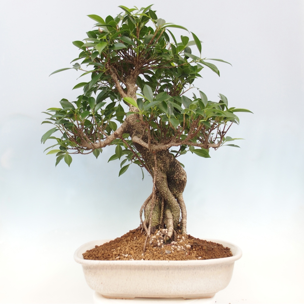 Room bonsai - Ficus kimmen - small-leaved ficus - PERSONAL COLLECTION ONLY or pallet transport