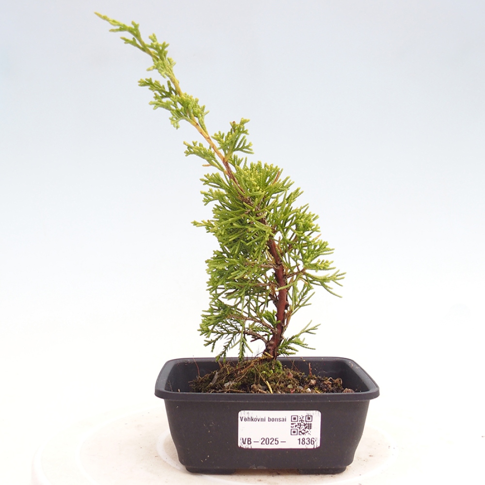 Outdoor bonsai - Juniperus chinensis Itoigawa - Chinese juniper