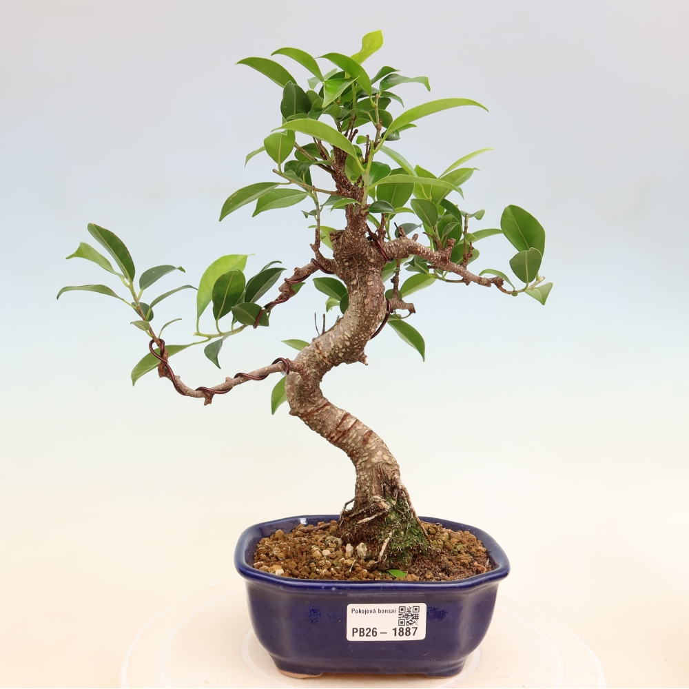 Room bonsai - Ficus retusa - small-leaved ficus