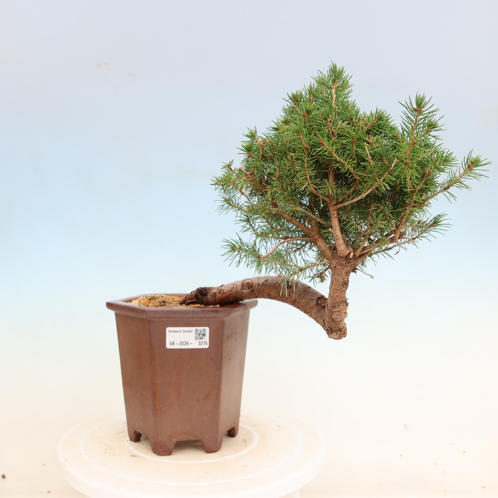 Outdoor bonsai - Spruce - Picea glauca globe