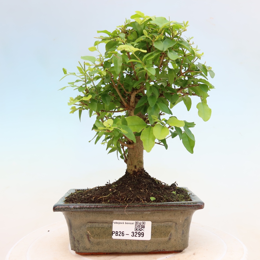 Room bonsai -Ligustrum chinensis - Birds Beak