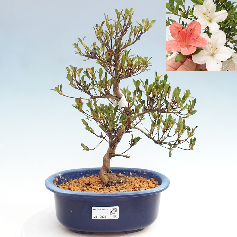 Outdoor bonsai - Japanese Azalea - Azalea Matsunami