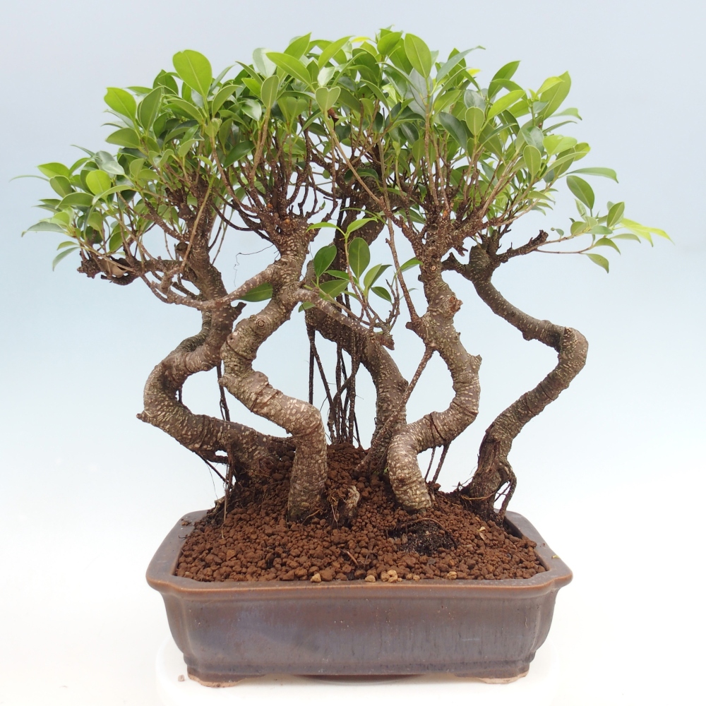 Room bonsai - Ficus kimmen - small-leaved ficus