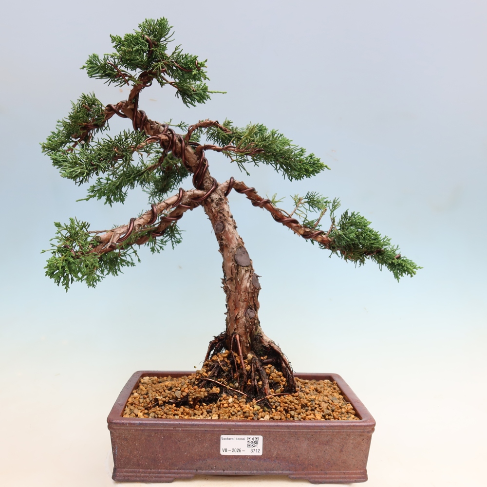 Outdoor bonsai - Juniperus chinensis Kishu