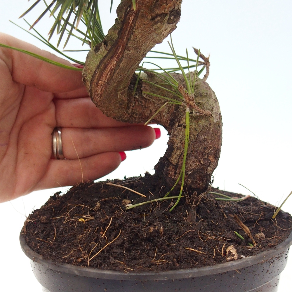Outdoor bonsai - Pinus thunbergii senjyumaru - Thunberg pine