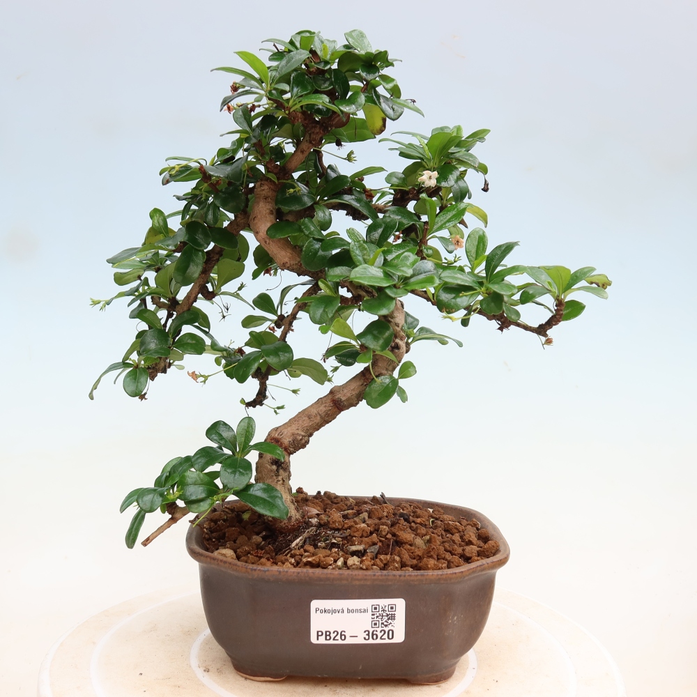 Room bonsai - Carmona macrophylla - Tea fuki