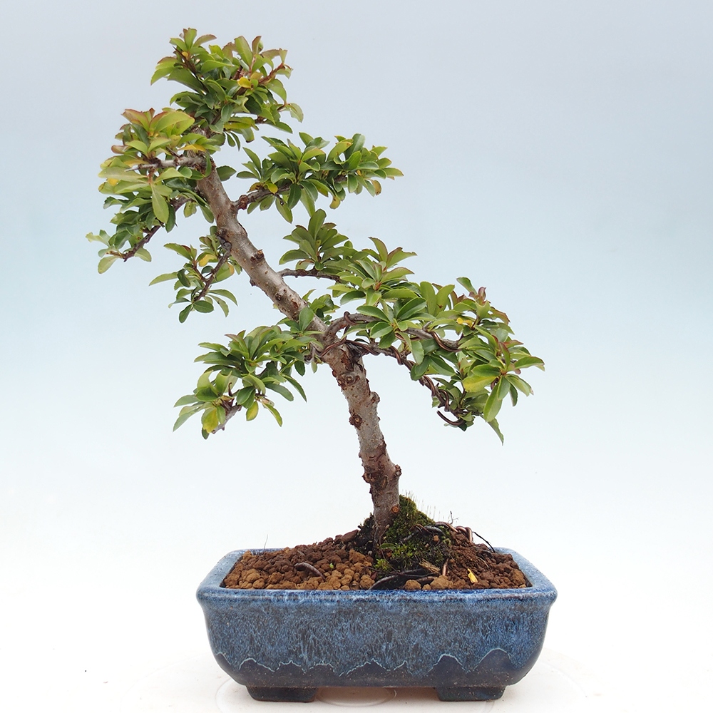 Outdoor Bonsai-Pyracanta Teton -Bakery