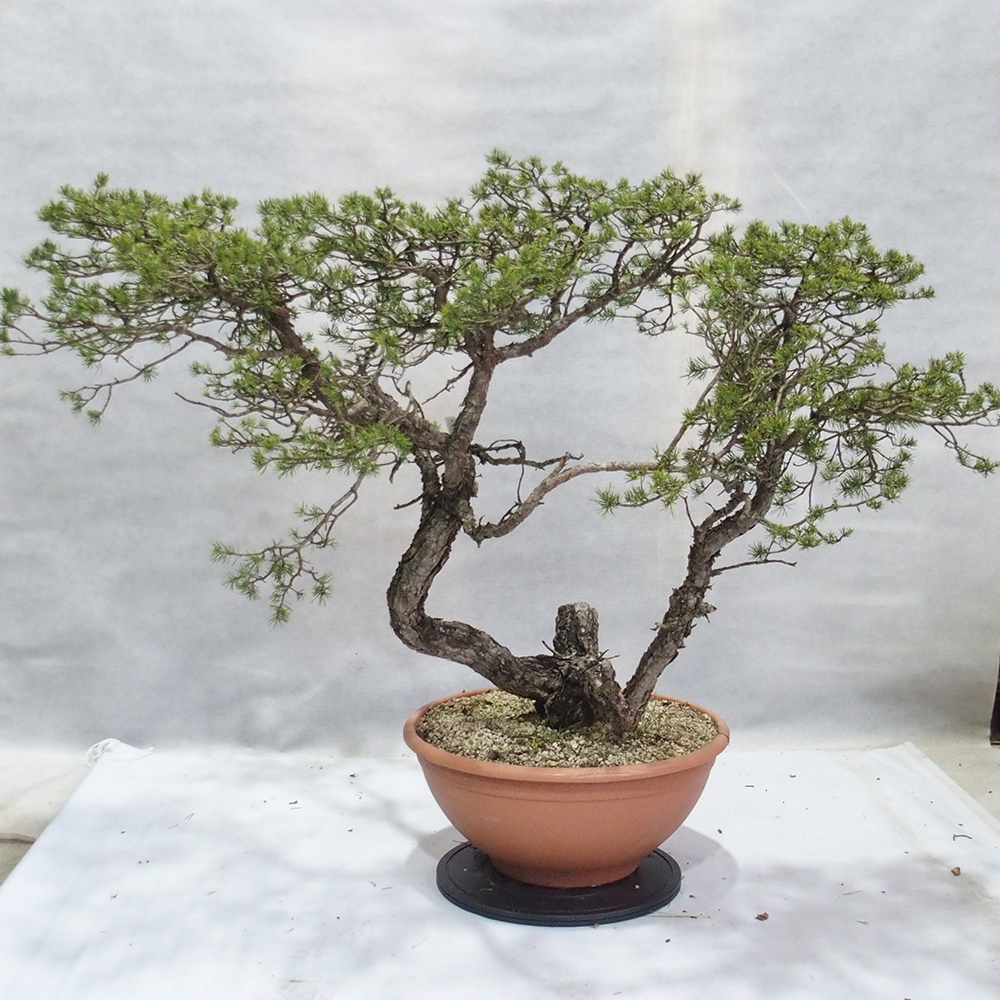 Yamadori - Pinus sylvestris 