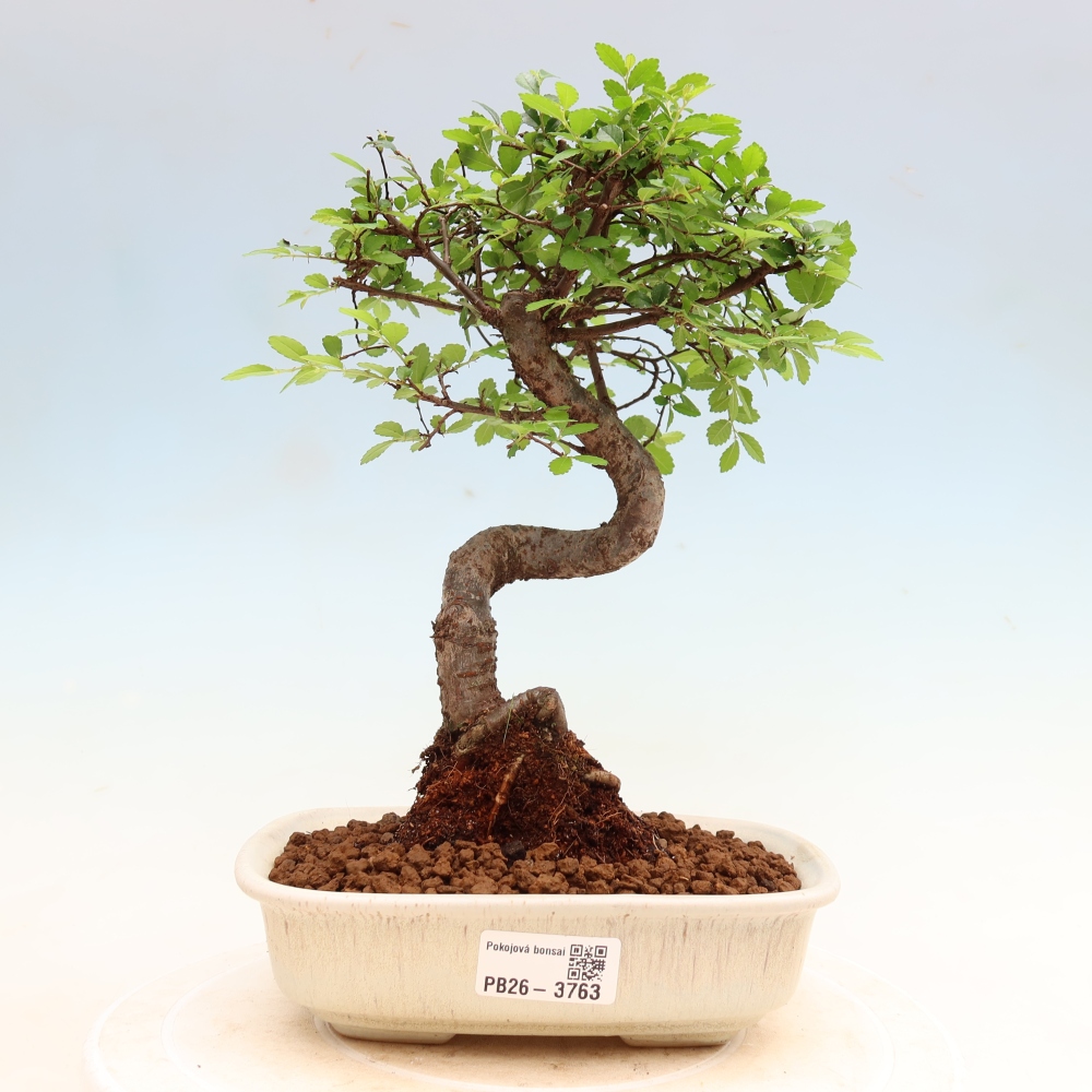 Room bonsai - Ulmus parvifolia - Small-leaved elm