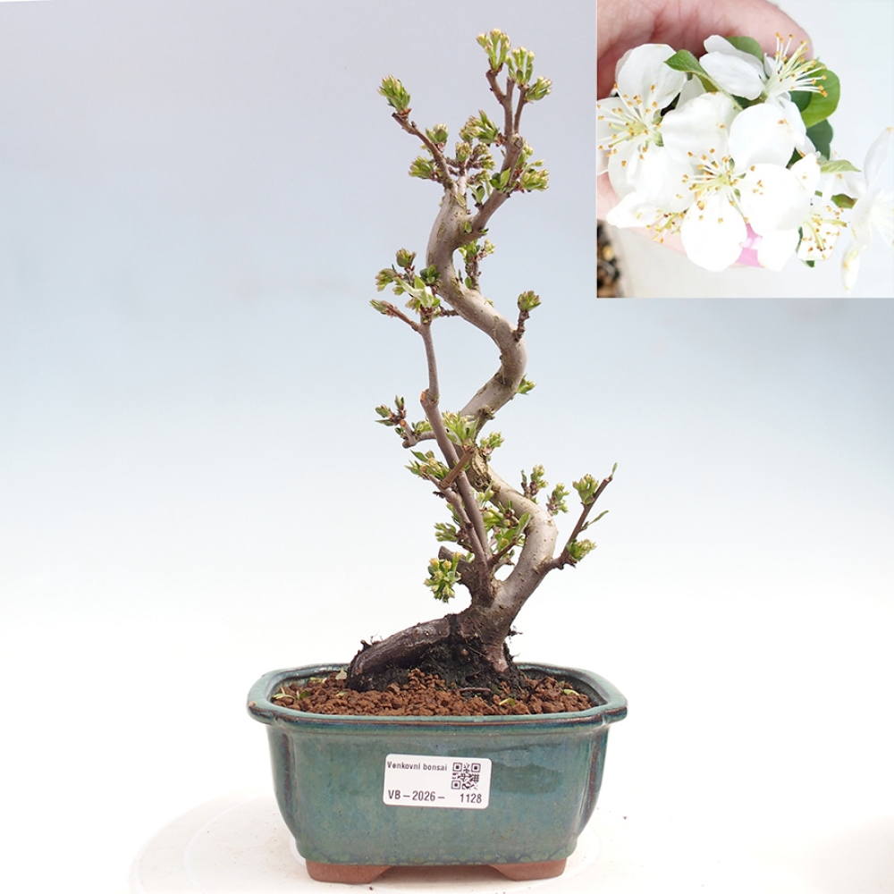 Outdoor bonsai - Malus sargentii - Small-fruited apple tree