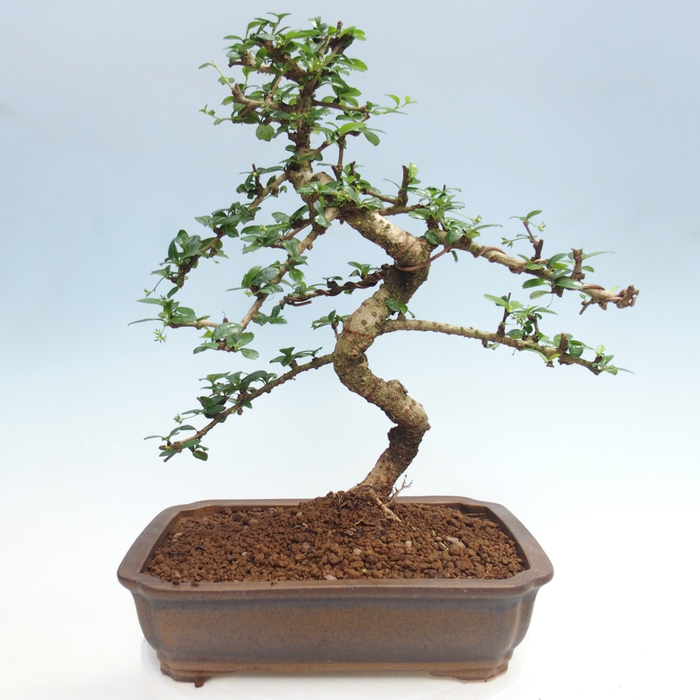Room bonsai - Carmona macrophylla - Tea fuki
