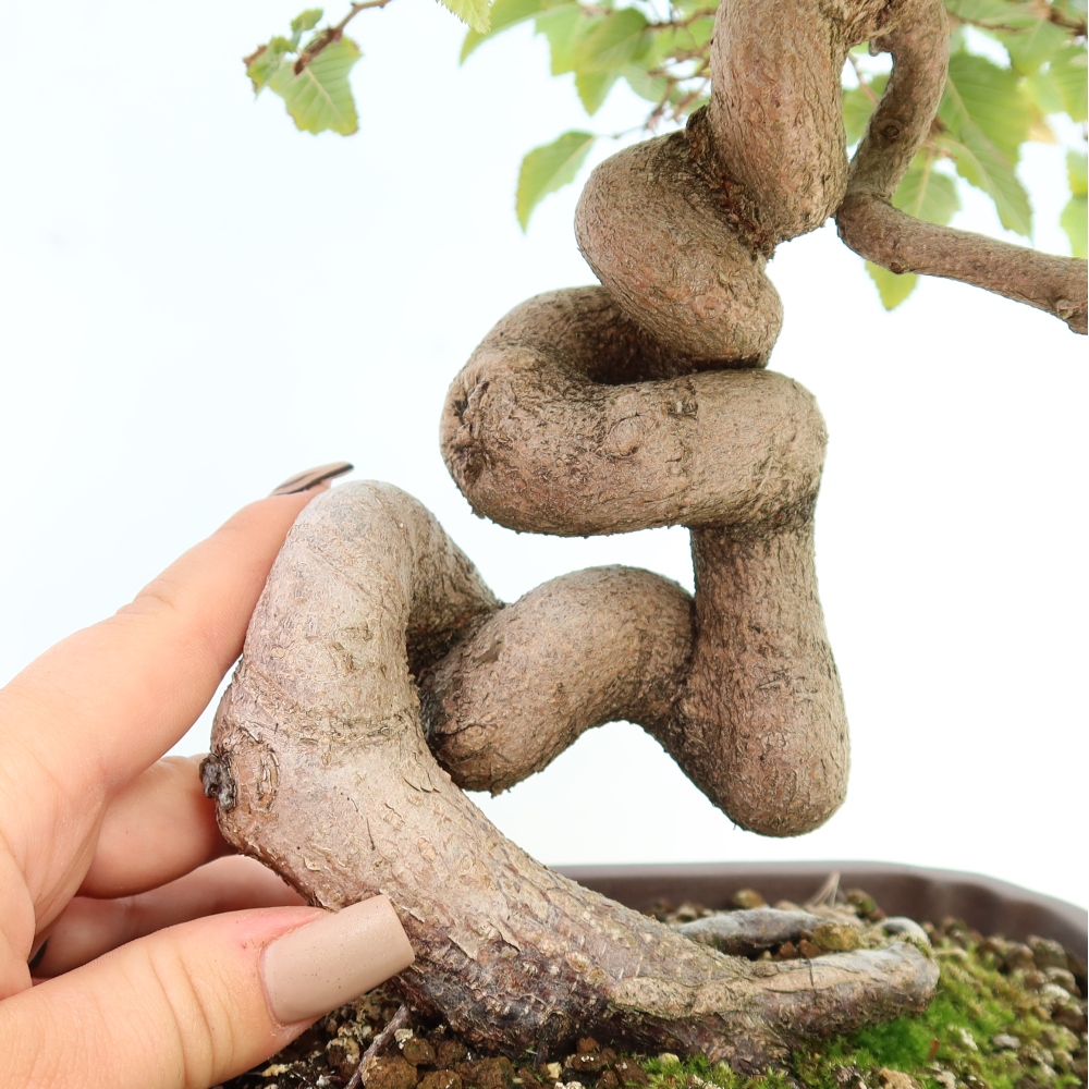 Outdoor bonsai -Carpinus CARPINOIDES - Korean Hornbeam