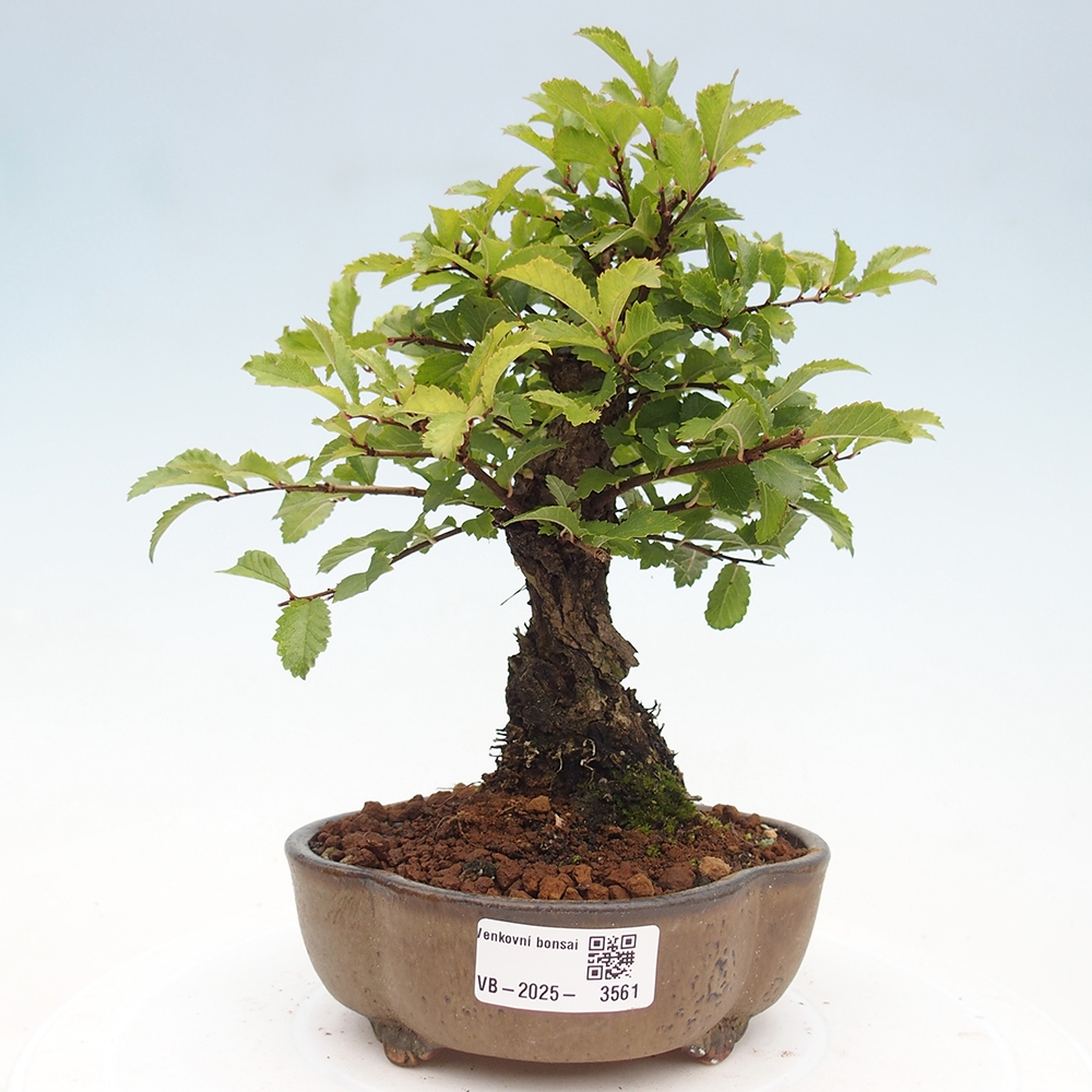 Outdoor bonsai - Zelkova - Zelkova NIRE