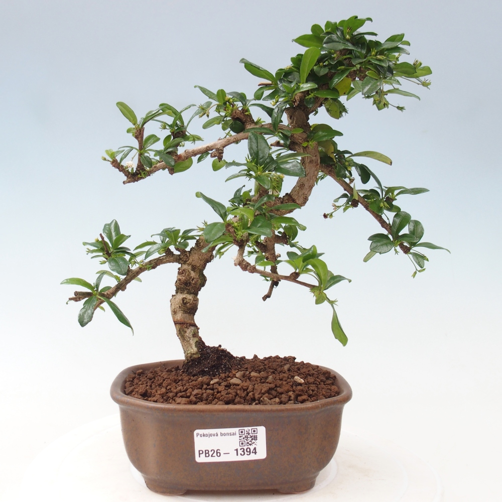 Room bonsai - Carmona macrophylla - Tea fuki