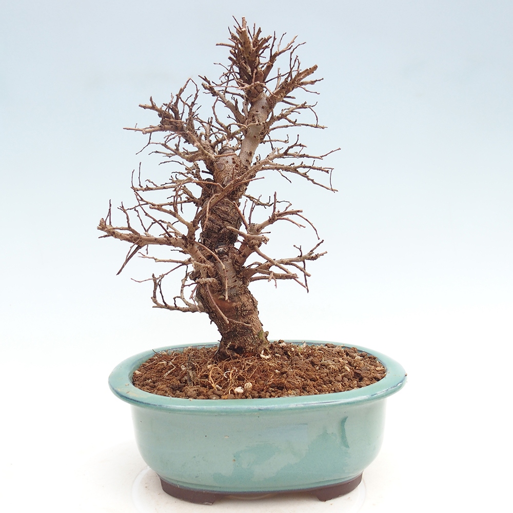 Outdoor bonsai - Zelkova - Zelkova NIRE