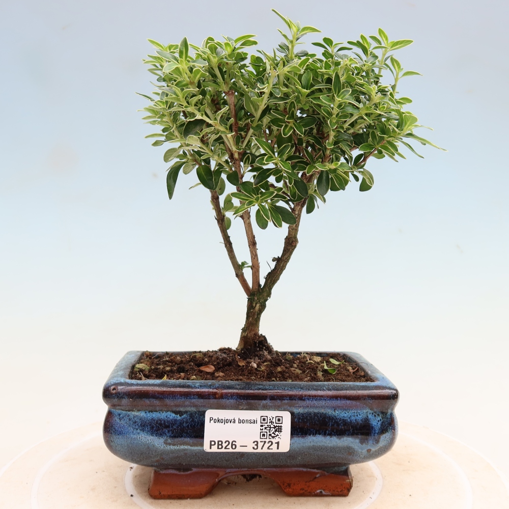 Indoor Bonsai - Serissa foetida Variegata - Tree of a Thousand Stars
