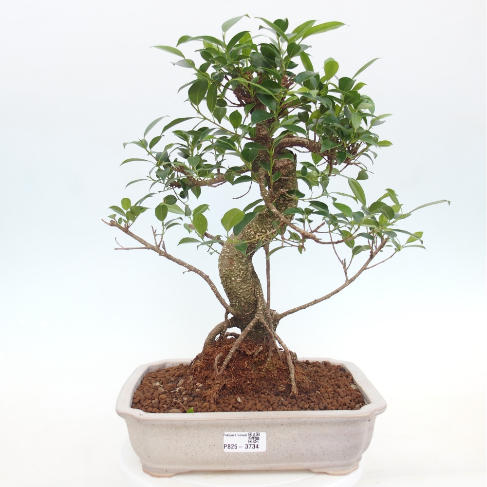 Room bonsai - Ficus kimmen - small-leaved ficus