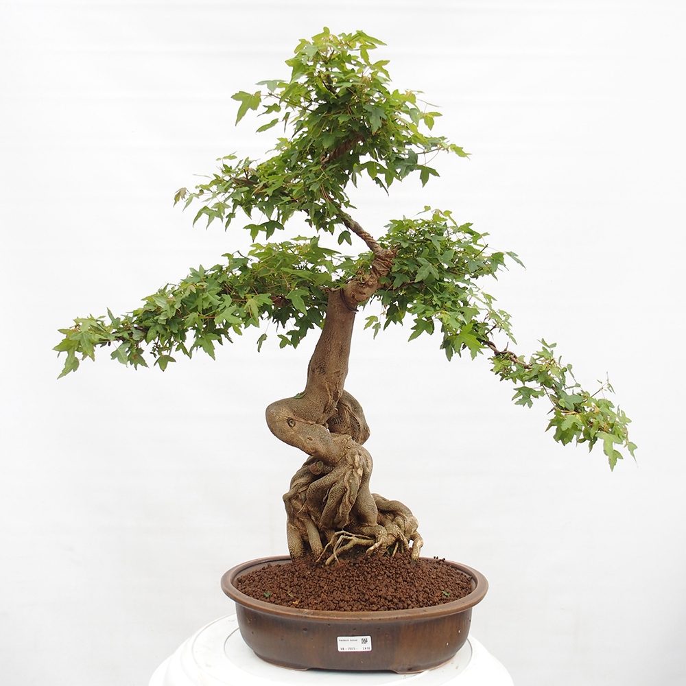 Outdoor bonsai - Maple Buergerianum - Burger Maple