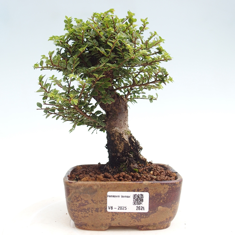 Outdoor bonsai - Ulmus parvifolia Hokkaido - Chinese elm