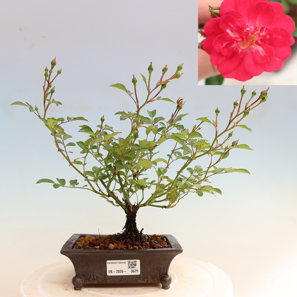 Outdoor Bonsai - Rosa Kordes - Rose