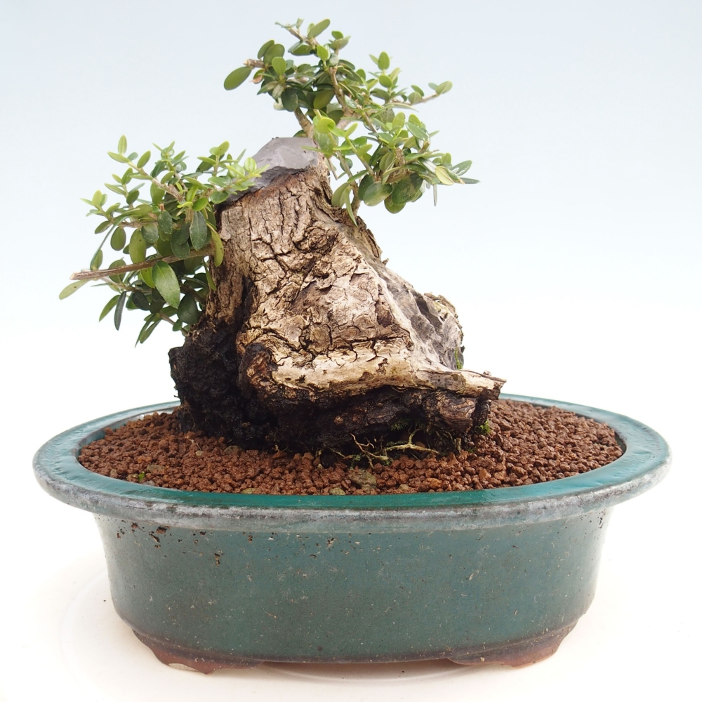 Indoor bonsai - Olea europaea sylvestris - European small-leaved olive oil