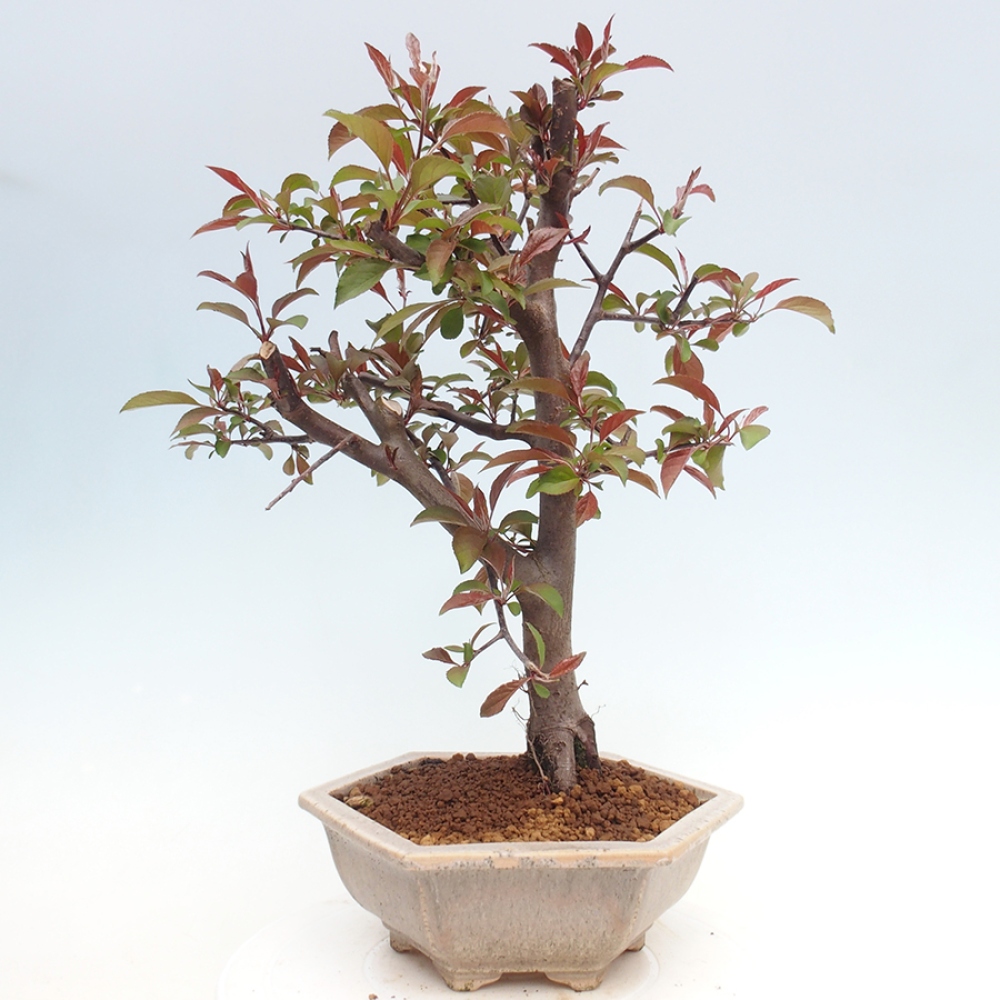 Outdoor bonsai - Malus domestica - Small-fruited red-leaved apple tree