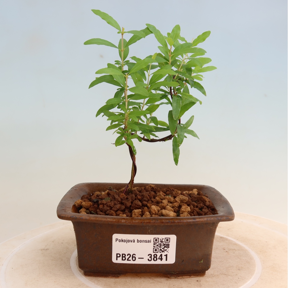 Room bonsai-PUNICA granatum nana-Granate apple