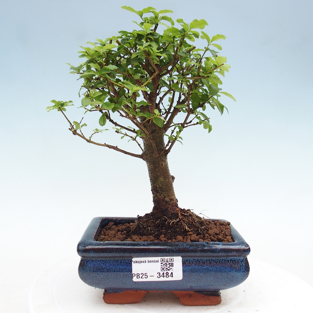 Room bonsai -Ligustrum chinensis - Birds Beak