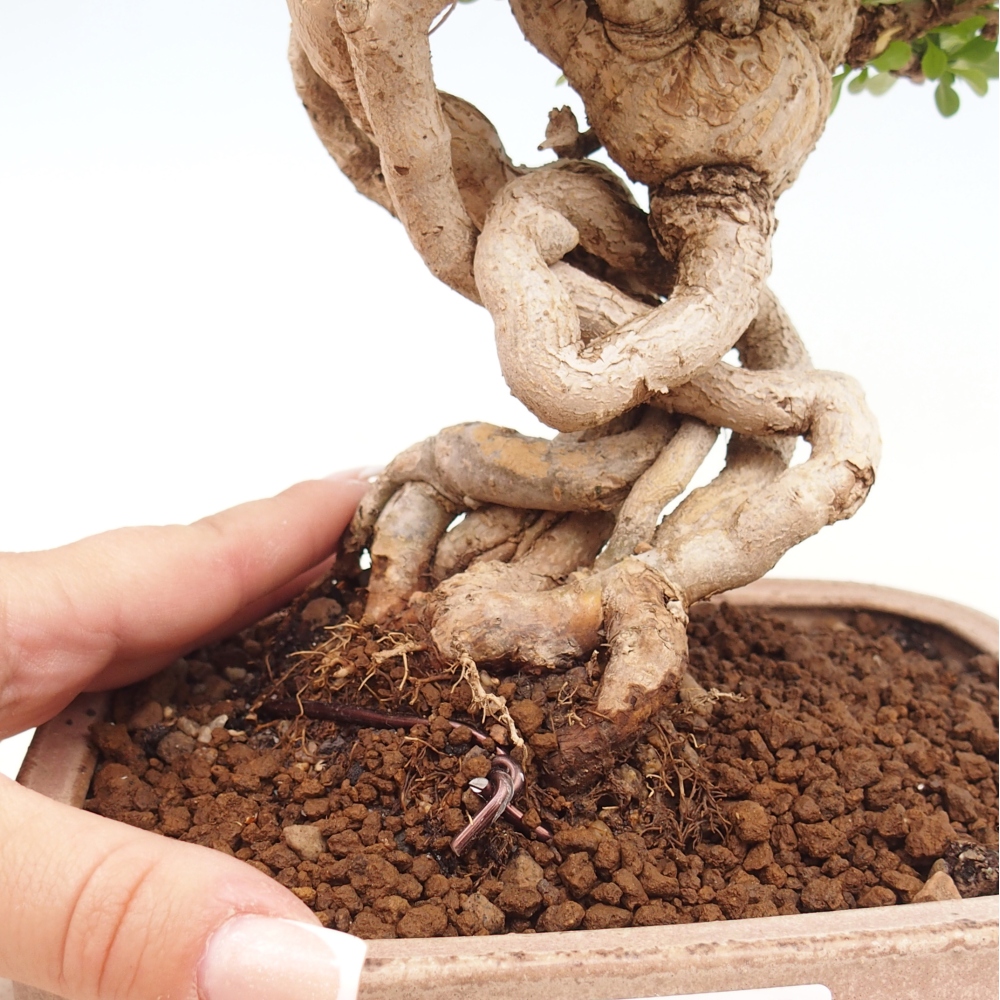 Outdoor bonsai - Berberis coreana