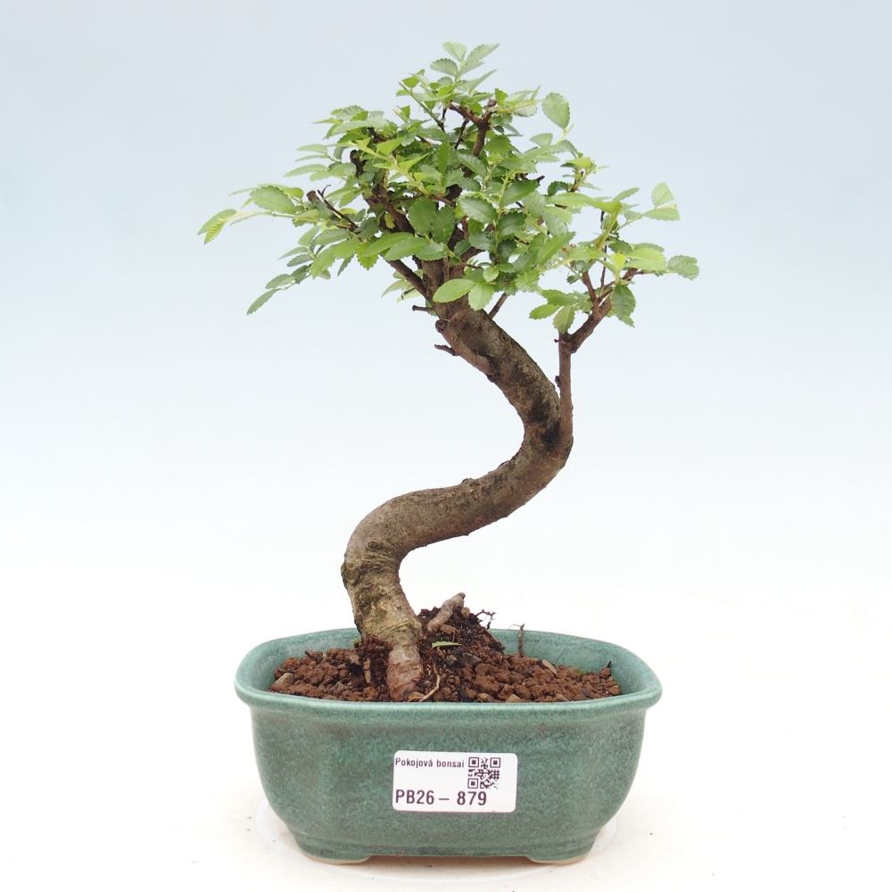 Room bonsai - Ulmus parvifolia - Small-leaved elm